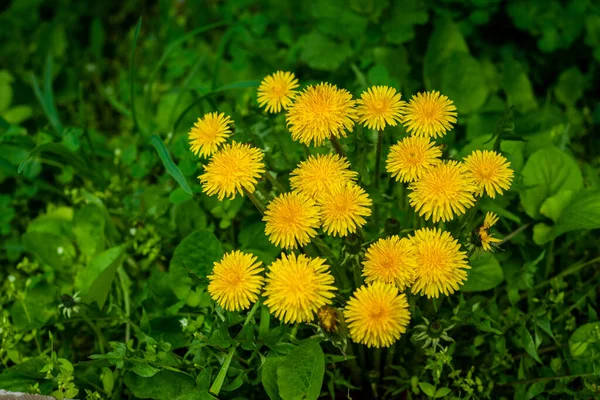 Цветки Желтых Одуванчиков Природе Теплой Весной Лужайке Солнечном Свете Макро — стоковое фото