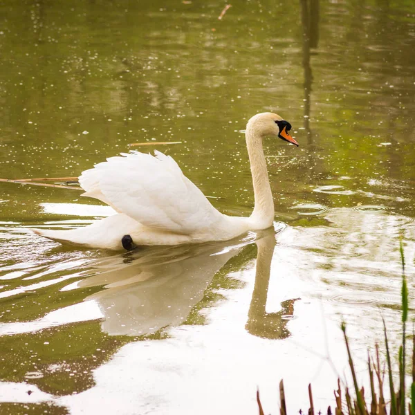 湖公園の白い白鳥は川で泳いでいて — ストック写真
