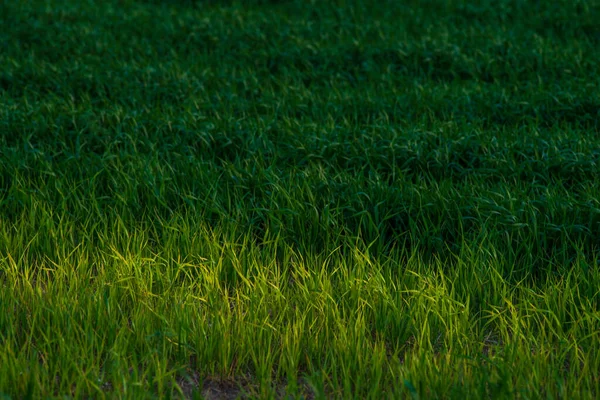 Campo Grano Verde Mulini Vento Creano Elettricità Bellissimo Paesaggio Agricolo — Foto Stock