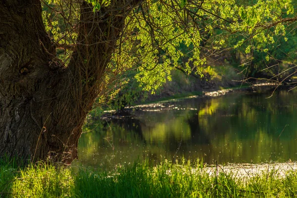 森林中的池塘 春天的风景 阳光灿烂的日子 德涅斯特河三角洲的河岸 许多水歌唱着鸟儿的歌声和沼泽地草的芬芳 德涅斯特河三角洲的森林通道 Olneti 摩尔多瓦 — 图库照片