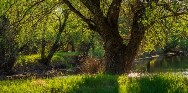 Damm Skogen Landskap Våren Solig Dag Stranden Dniester Delta Hel — Stockfoto