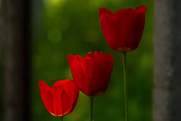 Fiore Tulipano Rosso Vicino Nell Ambiente Naturale Del Giardino Petali — Foto Stock