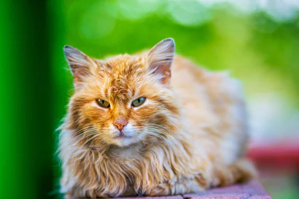 Vörös Macska Kedves Zöld Kék Szemekkel Kicsi Piros Cica Aranyos — Stock Fotó