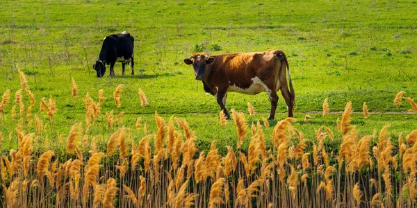 Hermosa Vaca Madre Junto Cría Pastando Juntos Hermoso Campo Verde — Foto de Stock