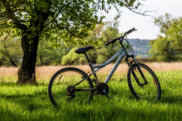 modern bicycle in the forest, landscape in spring, Sunny day, The bank of the Dniester Delta. A lot of water singing birds and the smell of marsh grass. Forest channel in the Dniester delta. Olneti, Moldova