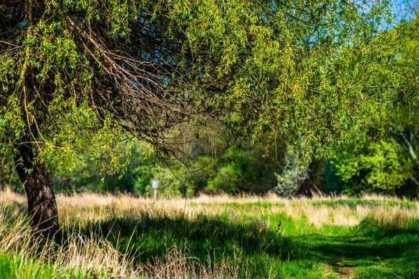 森林中的池塘 春天的风景 阳光灿烂的日子 德涅斯特河三角洲的河岸 许多水歌唱着鸟儿的歌声和沼泽地草的芬芳 德涅斯特河三角洲的森林通道 Olneti 摩尔多瓦 — 图库照片