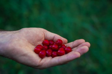 Ormanda meyve toplayan bir kız. Bir avuç dolusu kırmızı cran.