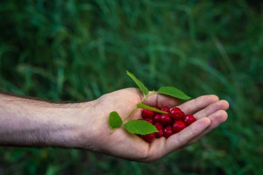 Ormanda böğürtlen toplayan adamlar. Bir avuç dolusu (avuç dolusu) kırmızı kızılcık. Taze meyveler. İnsan yok. Sadece eller, avuçlar..