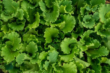 Yeşil marulu yaklaştır. Sağlıklı yaşam tarzı ve diyet kavramı