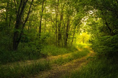 Ülkedeki tarlalar arasındaki kirli yol. Vadi kırsal bölgesi ro