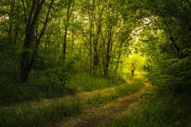 Sihirli Orman Yolu, Yaz Sahnesi, Toprak Yol, Ülke.