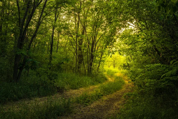 Chemin Travers Forêt Magique Scène Estivale Chemin Terre Pays — Photo