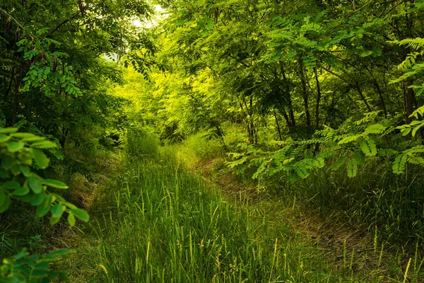 Chemin Travers Forêt Magique Scène Estivale Chemin Terre Pays — Photo