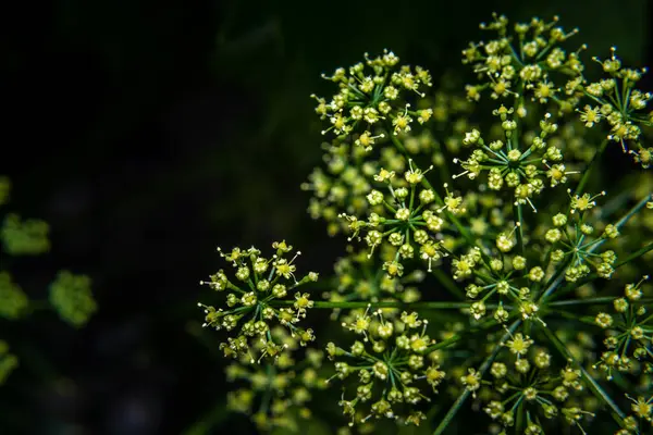 Background Dill Umbrella Closeup Garden Plant Fragrant — Stock Photo, Image