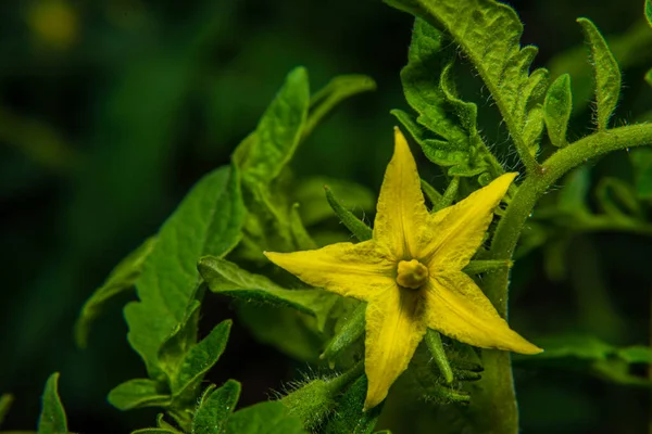 Çiçek açan sarı domates çiçekleri, yakın plan. Yeşil yaprakların arasında 