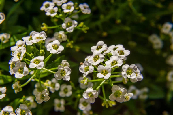 Lobularia Zbliżenie Małe Słodkie Kwiaty Alyssum Biały Kwitnie — Zdjęcie stockowe