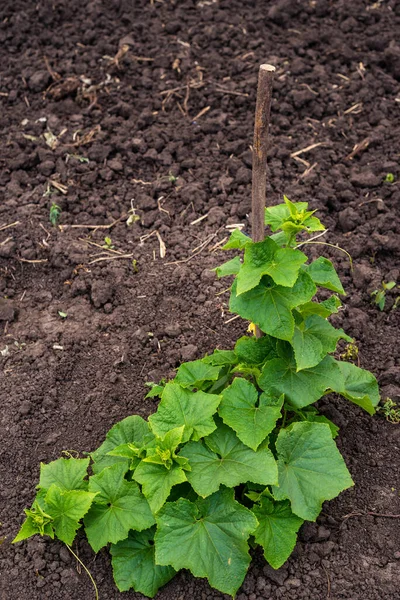 Salatalık sarmaşığı ve bahçe ağındaki salatalıklı yumurtalıklar. Salatalık asması. Bahçede olgunlaşmış salatalıklar güneşte açık havada gmo olmadan, bahçede yeşil salatalık. Salatalık bahçede olgunlaşır.