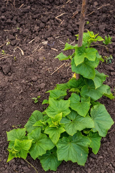 Salatalık sarmaşığı ve bahçe ağındaki salatalıklı yumurtalıklar. Salatalık asması. Bahçede olgunlaşmış salatalıklar güneşte açık havada gmo olmadan, bahçede yeşil salatalık. Salatalık bahçede olgunlaşır.