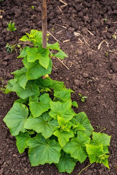 Salatalık sarmaşığı ve bahçe ağındaki salatalıklı yumurtalıklar. Salatalık asması. Bahçede olgunlaşmış salatalıklar güneşte açık havada gmo olmadan, bahçede yeşil salatalık. Salatalık bahçede olgunlaşır.