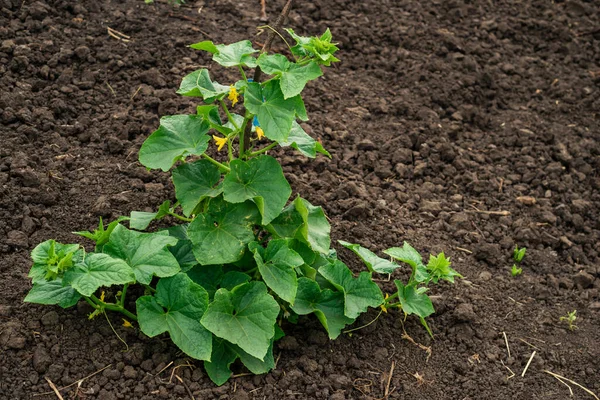 Cucumber Vine Peduncles Cucumber Ovaries Garden Net — Stock Photo, Image