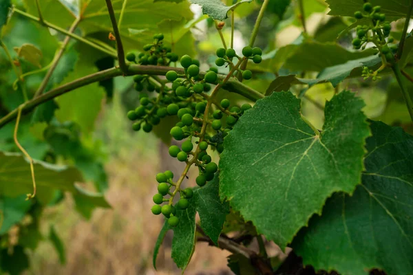 Prachtige Druiven Bladeren Een Wijngaard Tuin Wijngaard Backgrou — Stockfoto