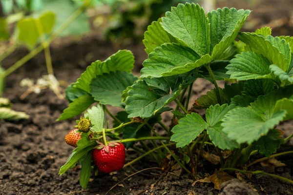 Rote Erdbeeren Den Sträuchern Mit Grünem Laub — Stockfoto