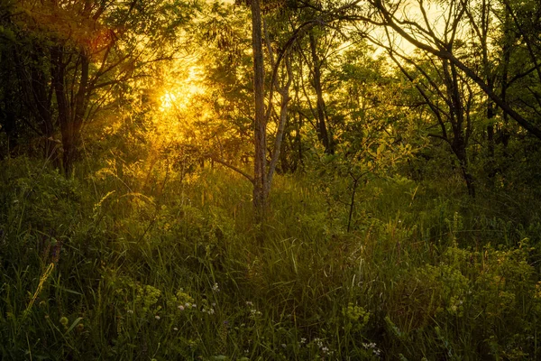 Закат Восход Солнца Лесном Пейзаже Солнечный Свет Природой — стоковое фото