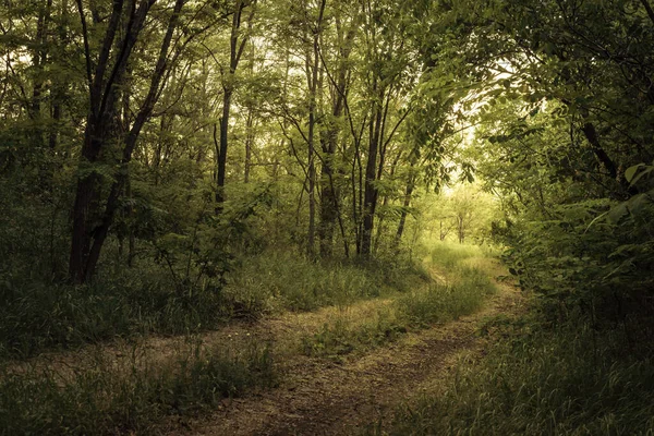 Chemin Travers Forêt Magique Scène Estivale Chemin Terre Pays — Photo