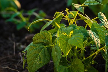 Yeni yetişmiş yeşil fasulye tohumu. Yeni bir beyaz çiçek ve yeşil yapraklar. Fahseolus vulgaris, gündoğumu.