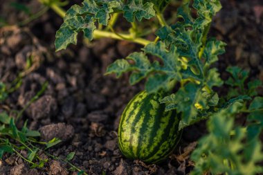 Makro karpuz çiçek genç karpuz ile. İle alan, büyüyen karpuz bırakır ve çiçekler.
