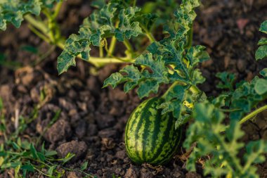 Makro karpuz çiçek genç karpuz ile. İle alan, büyüyen karpuz bırakır ve çiçekler.