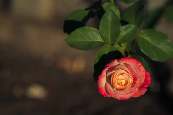 庭の美しいバラの花 — ストック写真