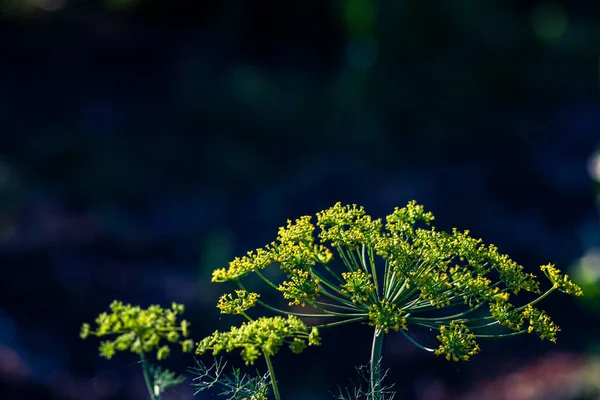 Arrière Plan Avec Parapluie Aneth Gros Plan Plante Jardin Godemichet — Photo