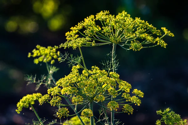 Arrière Plan Avec Parapluie Aneth Gros Plan Plante Jardin Godemichet — Photo