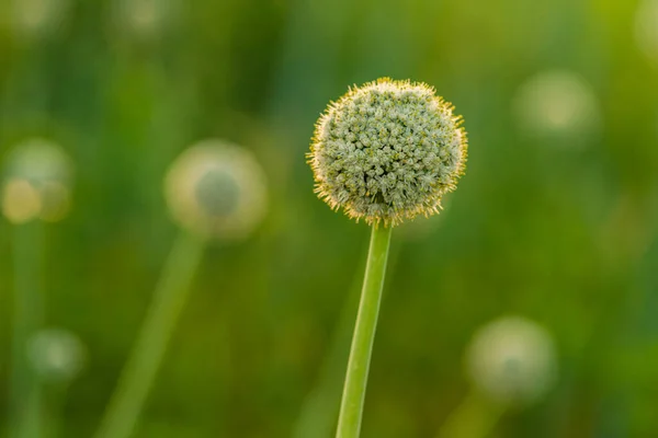 Inflrescence Trvalé Cibule Cibulový Květ Mladá Zelená Cibulová Semínka Trvalá — Stock fotografie