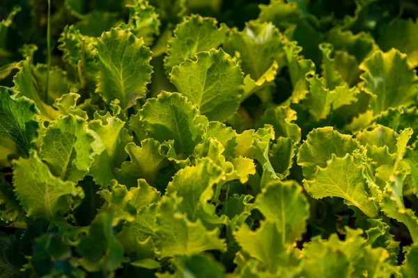 Close up of green lettuce. Concept of healthy lifestyle and dieting, Fresh lettuce in the garden, Organic lettuce grown on the ground, top view