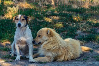 Koşan bir grup köpek