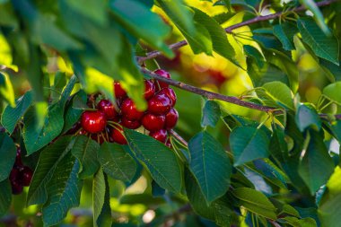 Kiraz ağacının dalında sallanan kirazlar bahçedeki ekşi kirazlar taze ve sağlıklı, yakın plan, güneş altında.