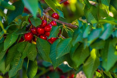Kiraz ağacının dalında sallanan kirazlar bahçedeki ekşi kirazlar taze ve sağlıklı, yakın plan, güneş altında.