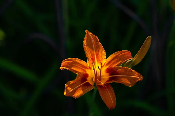 Nahaufnahme Der Schönen Lebendigen Orangefarbenen Tigerlilie Sommer Asiatische Lilie — Stockfoto