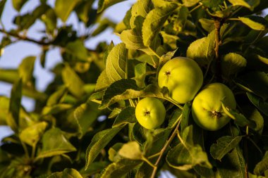 Elma elma ağacı dalı. Seçici odak.