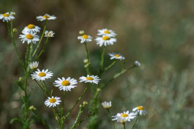Papatya çiçeği tarlası. Doğada papatya çayı. Doğada güneşli bir günde papatya tarlası. Yaz günü papatya çiçekleri. Papatya çiçeği tarlası güneş ışığında geniş bir arkaplan