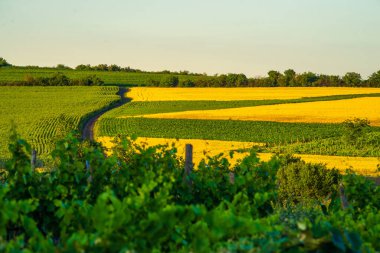 Kırsal alan. Tarla ve çimen, Idyllic kırsal manzara güzel tarım arazisi ve sağlıklı çiftlik hayvanları, gün batımında ışık ve gölge