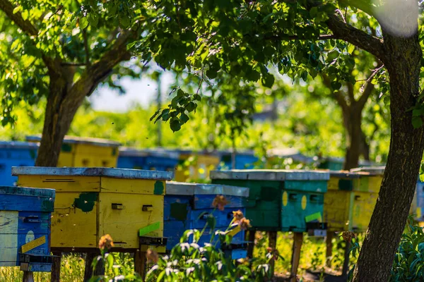 Вулик Дерева Стоїть Пасіці Будинки Бджіл Розміщені Зеленій Траві Контрастній — стокове фото