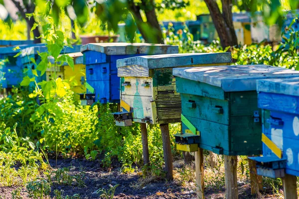 Вулик Дерева Стоїть Пасіці Будинки Бджіл Розміщені Зеленій Траві Контрастній — стокове фото