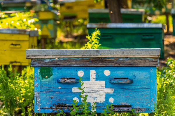 Una Colmena Árbol Encuentra Sobre Colmenar Las Casas Las Abejas —  Fotos de Stock