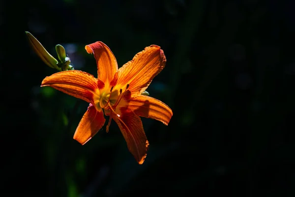 Primo Piano Bella Vibrante Giglio Tigre Arancione Fioritura Estate Giglio — Foto Stock