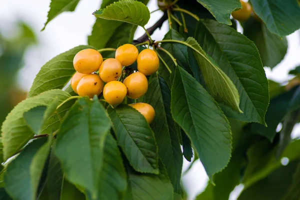 Cepillo Bayas Blancas Cereza Rama Entre Hojas Verdes Rainier Cherry — Foto de Stock