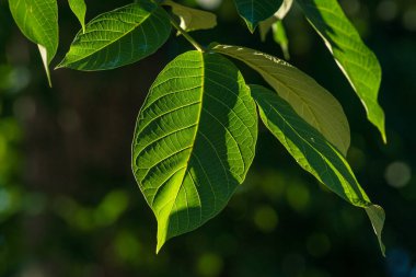 Ağaçta büyüyen yeşil cevizler, toplanmayı bekleyen, gün batımında ağaçta yetişen genç cevizler. Ceviz ağacı.