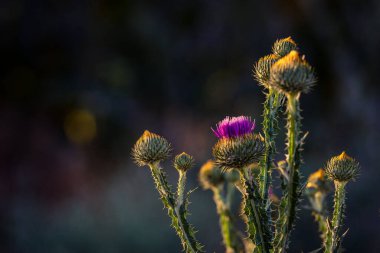 Daha büyük burdock veya yenilebilir burdock çiçekleri (Arctium lappa)